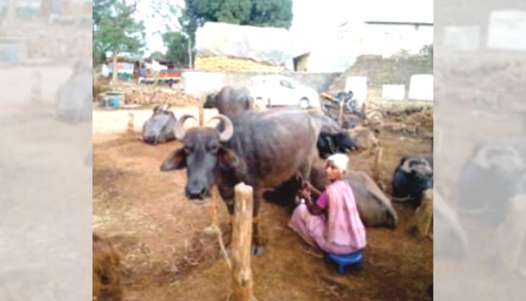 Artificial insemination
