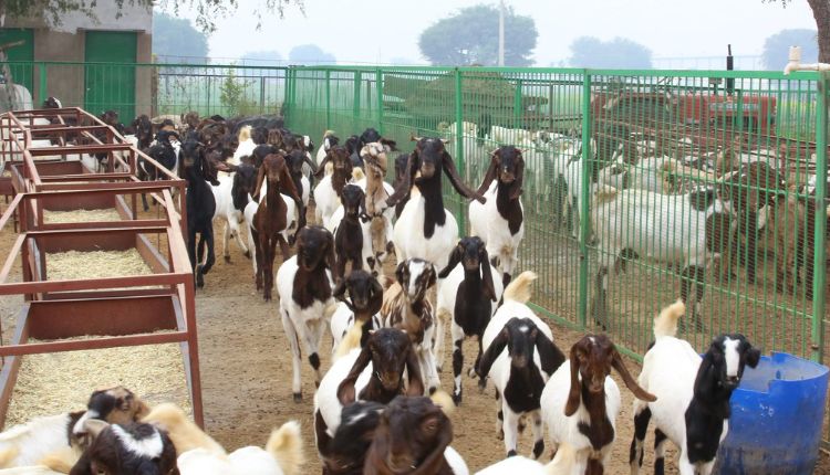 बकरी पालन व्यवसाय goat farming yaduvanshi goat farm