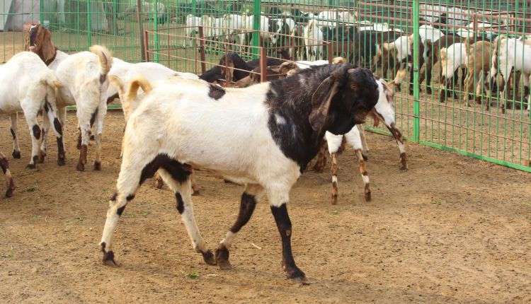 बकरी पालन व्यवसाय goat farming yaduvanshi goat farm