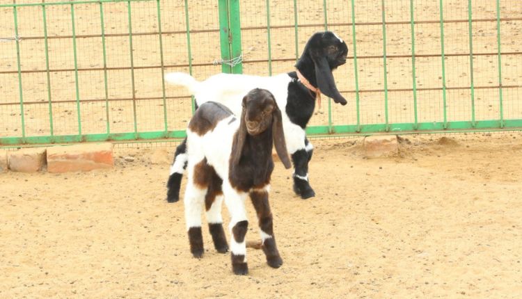 बकरी पालन व्यवसाय goat farming yaduvanshi goat farm