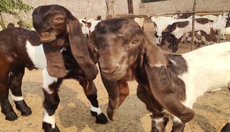 बकरी पालन व्यवसाय goat farming yaduvanshi goat farm