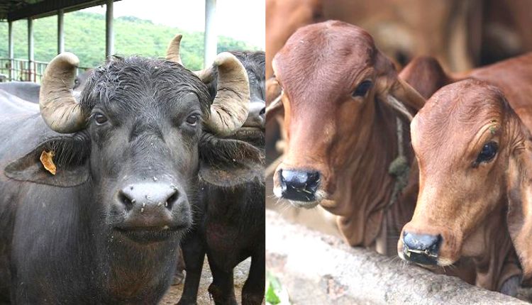 दूध उत्पादन गाय-भैंस खरीदते dairy farming