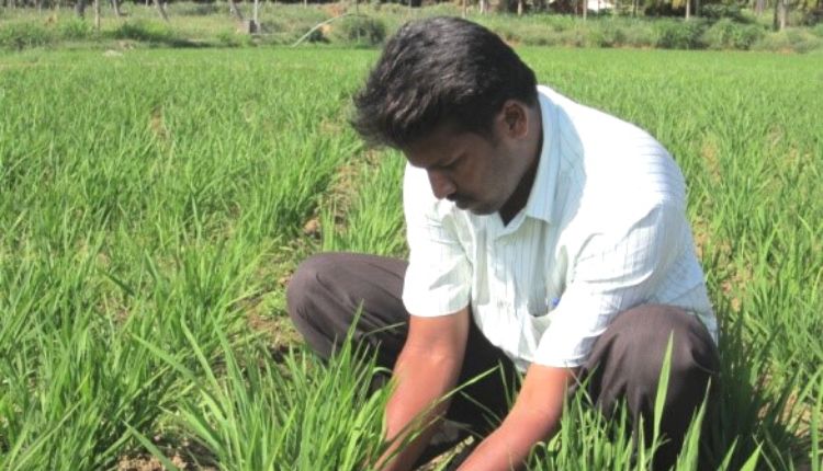 धान की खेती एरोबिक विधि Aerobic Paddy cultivation