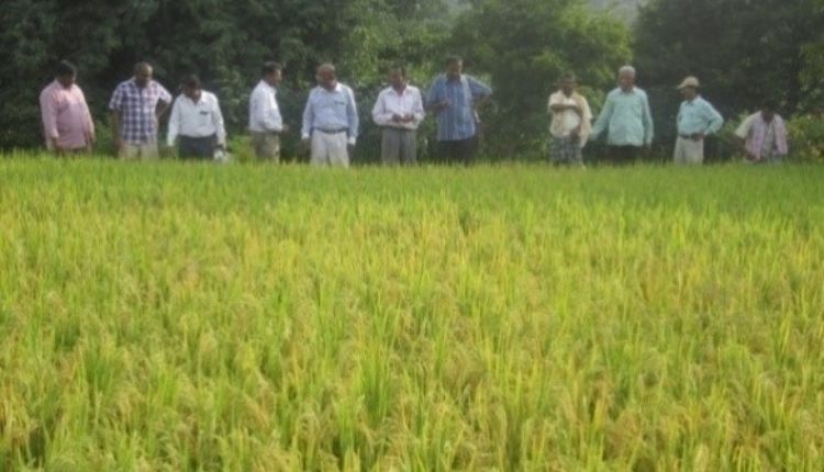 धान की खेती एरोबिक विधि Aerobic Paddy cultivation