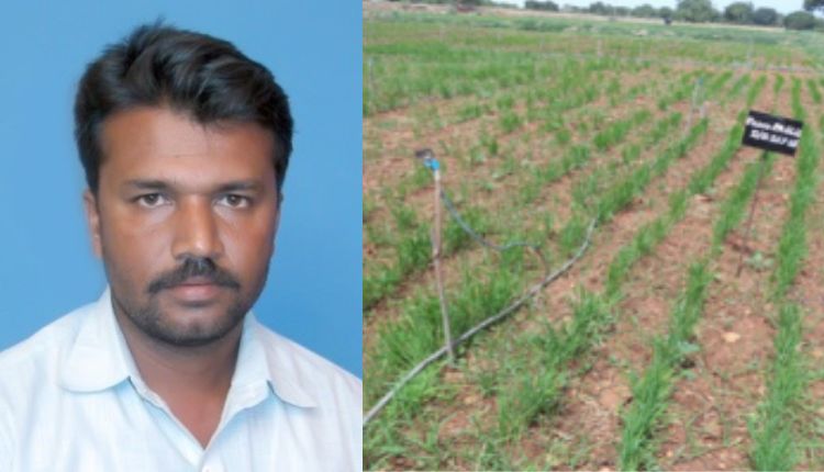 धान की खेती एरोबिक विधि Aerobic Paddy cultivation