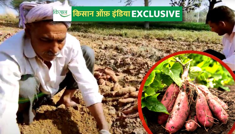 sweet potato farming शकरकंद की खेती