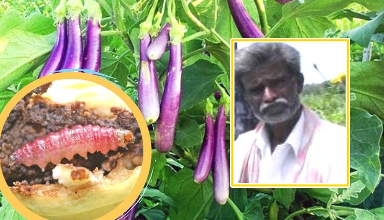 बैंगन की खेती brinjal farming pest management