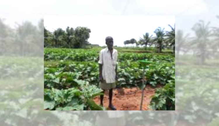 बैंगन की खेती brinjal farming pest management