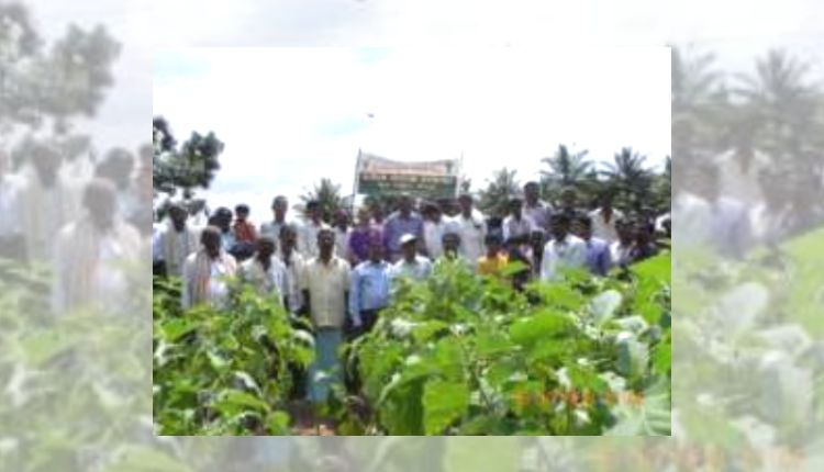 बैंगन की खेती brinjal farming pest management