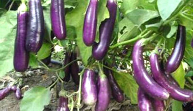 Special pest management in brinjal cultivation increased production