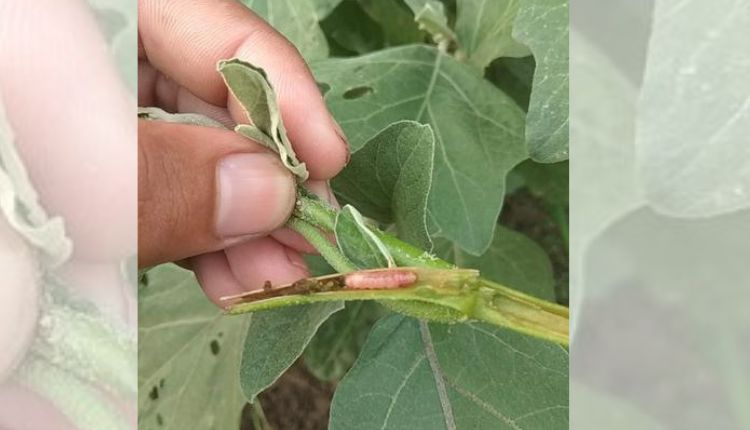 बैंगन की खेती brinjal farming pest management