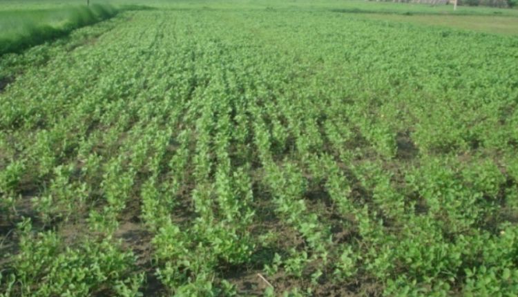 सोयाबीन की खेती soybean farming