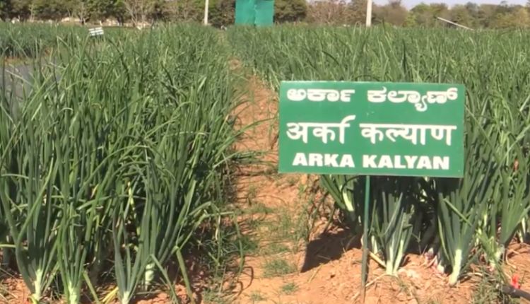 प्याज की खेती onion variety arka kalyan