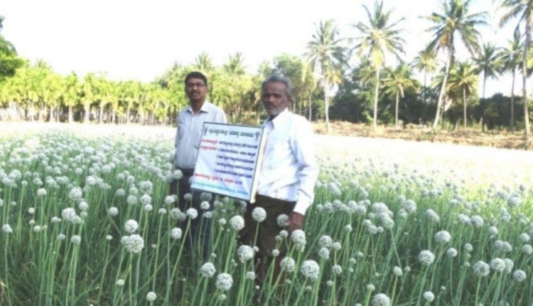 प्याज की खेती onion variety arka kalyan