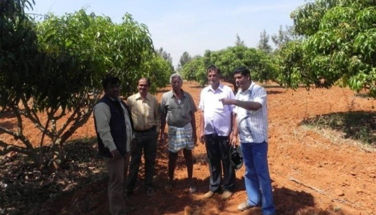 आम की खेती mango cultivation karnataka farmer