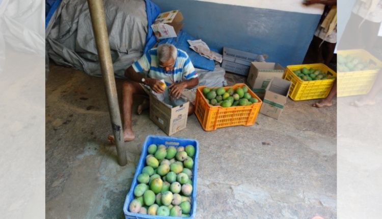आम की खेती mango cultivation karnataka farmer