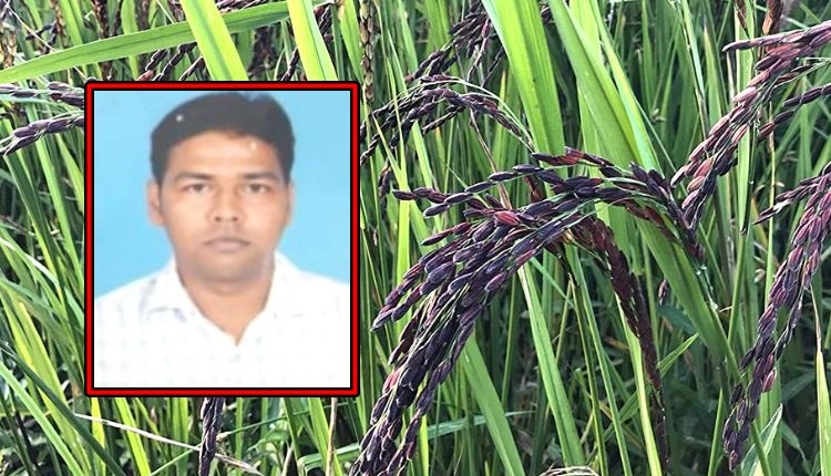 काले चावल की खेती black rice farming uttar pradesh farmer