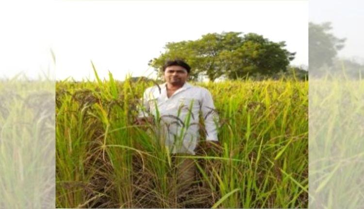 Black rice cultivation got good price to this farmer