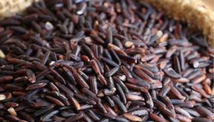 काले चावल की खेती black rice farming uttar pradesh farmer