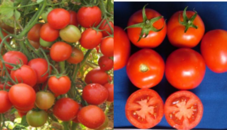 अर्का रक्षक tomato variety टमाटर की खेती कर्नाटक किसान tomato farming