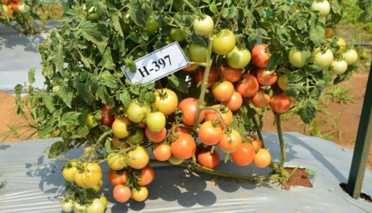 Arka Abhed tomato variety टमाटर की खेती कर्नाटक किसान tomato farming