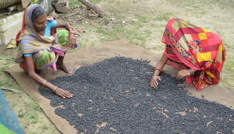 makhana farming scientific cultivation मखाने की खेती उन्नत तकनीक