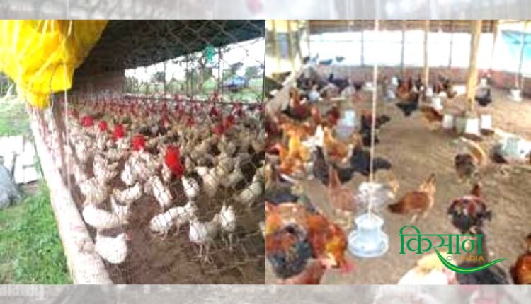 ब्रॉयलर मुर्गीपालन broiler poultry farming