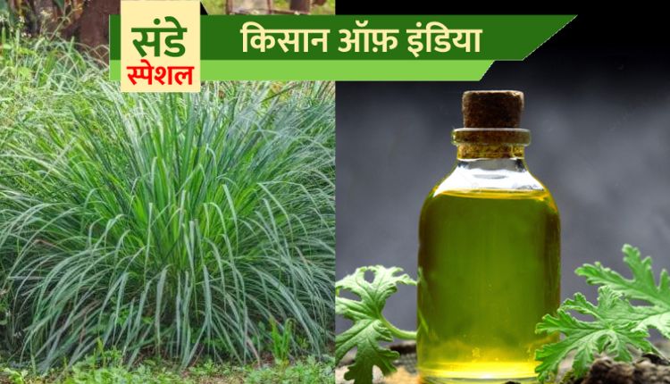 सिट्रोनेला की खेती citronella oil citron grass farmingella