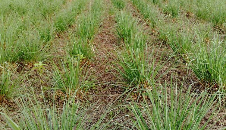 Citronella Cultivation to get expensive aromatic oil at cheap cost