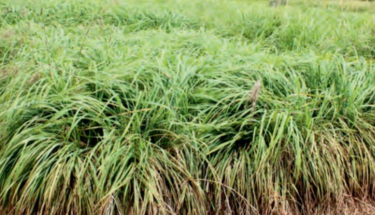 सिट्रोनेला की खेती citronella oil citron grass farming