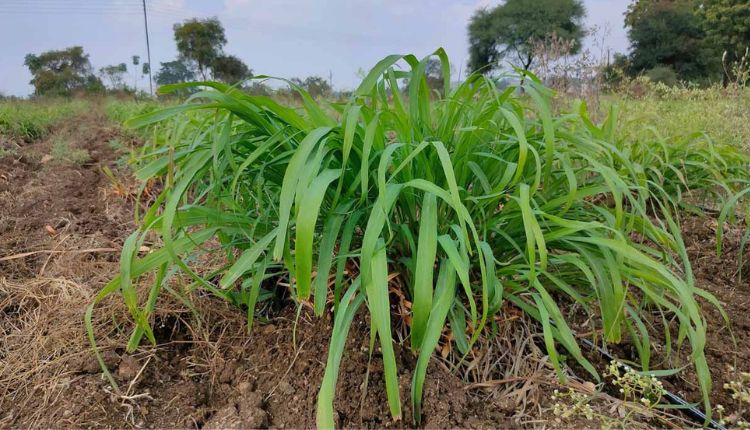 सिट्रोनेला की खेती citronella oil citron grass farming