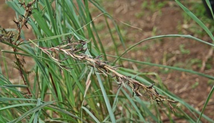 Citronella Cultivation to get expensive aromatic oil at cheap cost