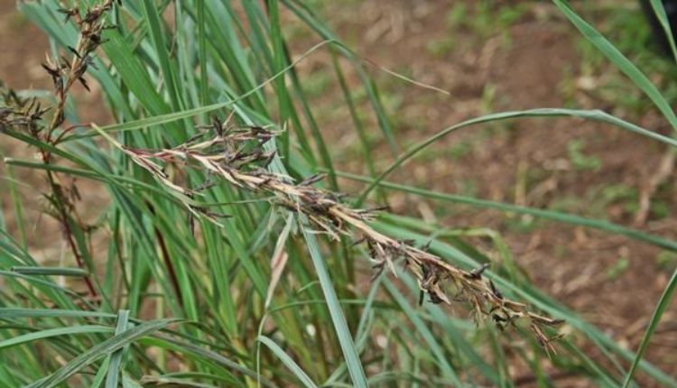 सिट्रोनेला की खेती citronella oil citron grass farming