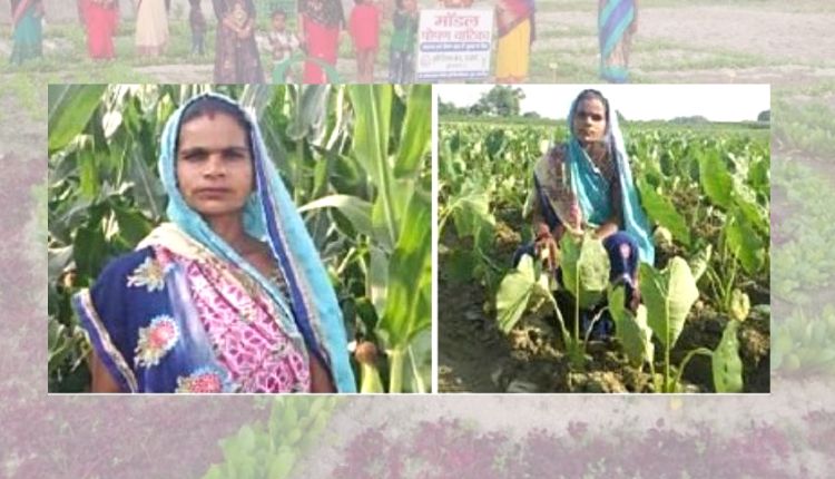 crop rotation