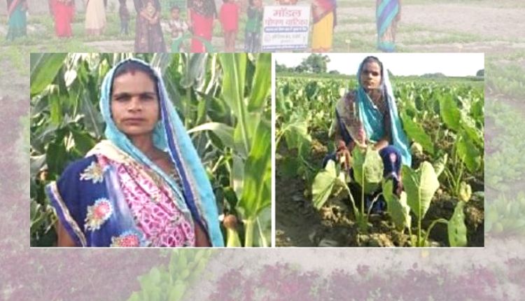 मौसमी सब्जियों की खेती और फसल चक्र seasonal vegetable farming