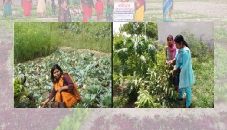 crop rotation