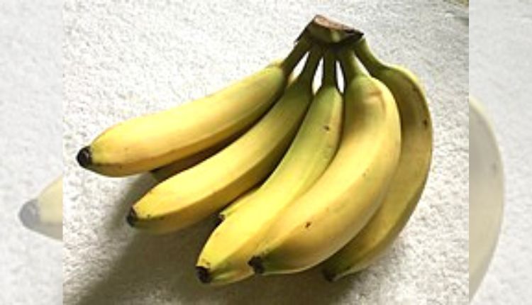Dwarf Cavendish banana ड्वार्फ कैवेंडिश banana varieties