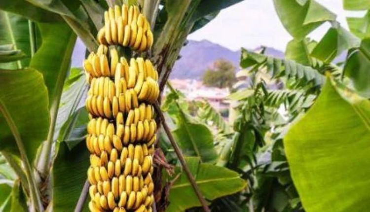 Dwarf Cavendish banana ड्वार्फ कैवेंडिश banana varieties