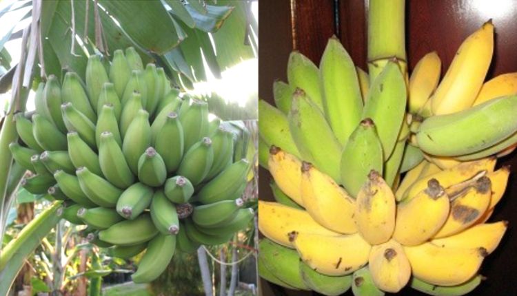 Chini Champa banana variety केले की किस्म banana varieties