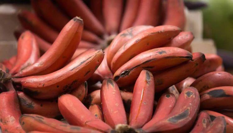 red banana लाल केला banana variety केले की किस्म