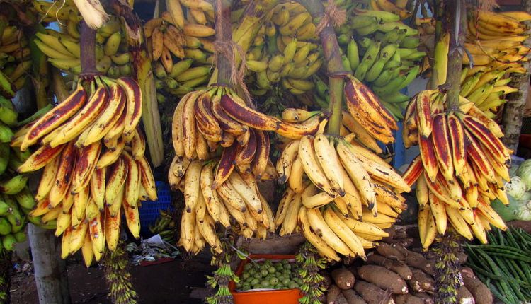 Nendran banana variety केले की किस्में