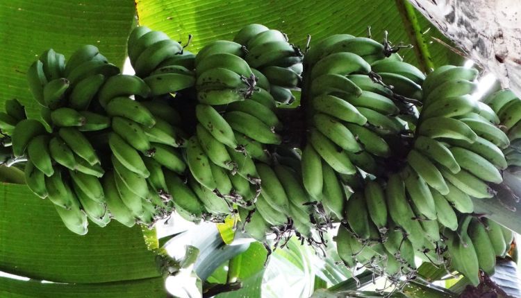 alpan banana variety केले की किस्में