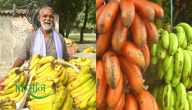 केले की उन्नत किस्में केले की खेती banana varieties