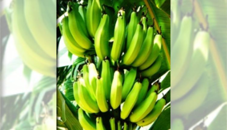 Monthan banana variety केले की खेती केले की उन्नत किस्में