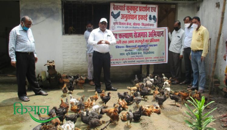 बैकयार्ड मुर्गी पालन व्यवसाय backyard poultry farming