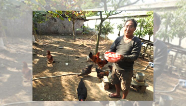 बैकयार्ड मुर्गी पालन व्यवसाय backyard poultry farming