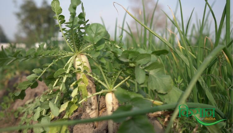 मिश्रित खेती रामजी शर्मा जम्मू mixed farming ramji sharma jammu