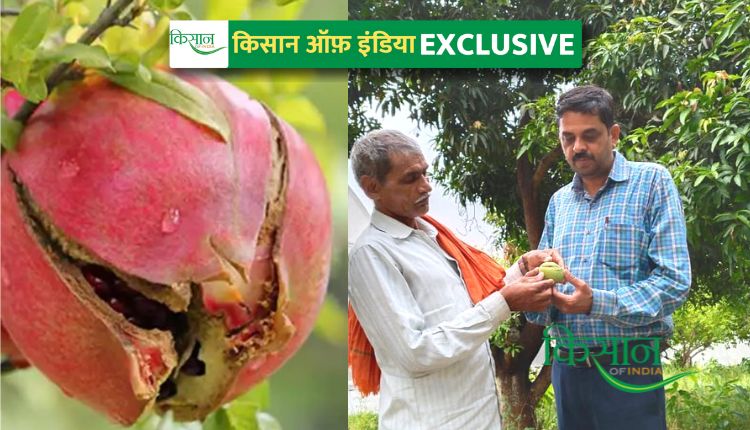 बागवानी प्रबंधन horticulture fruits drop and fruit cracking treatment