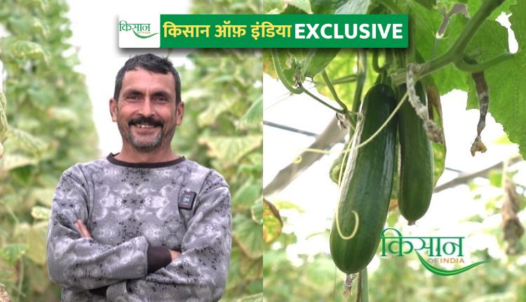 बीज रहित खीरे की खेती seedless cucumber farming