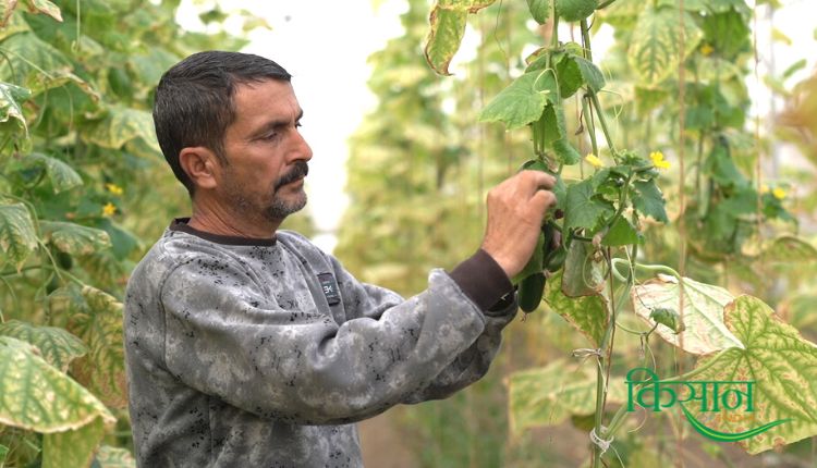 बीज रहित खीरे की खेती seedless cucumber farming